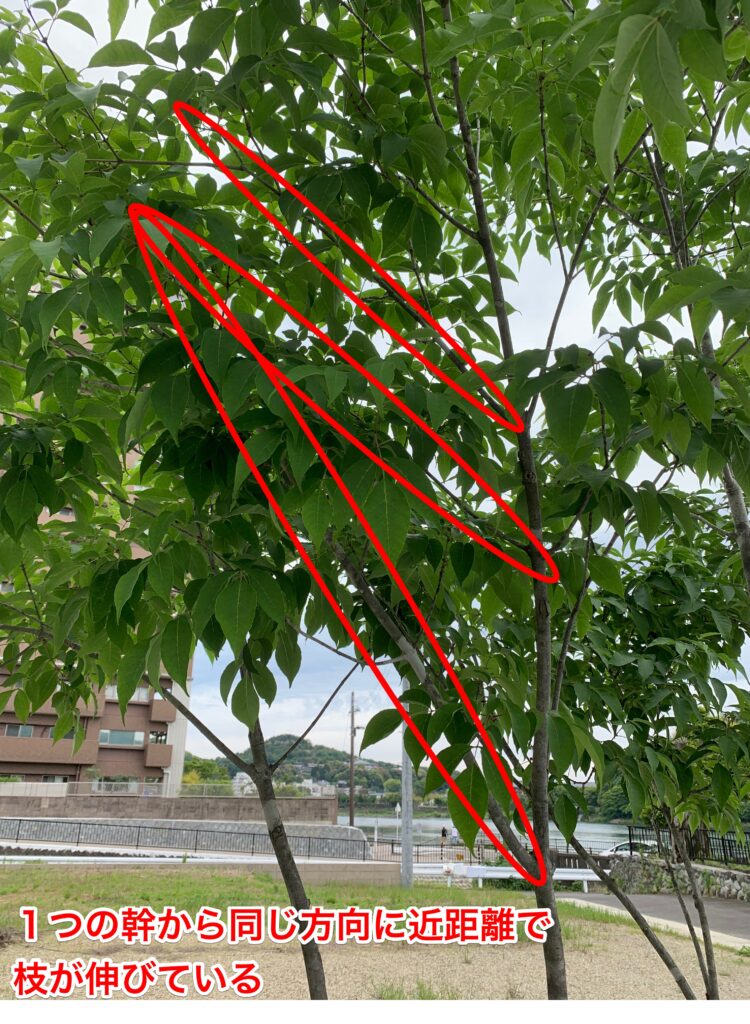 枝が同じ方向に複数本出ていて、枝葉が密な部分の実例