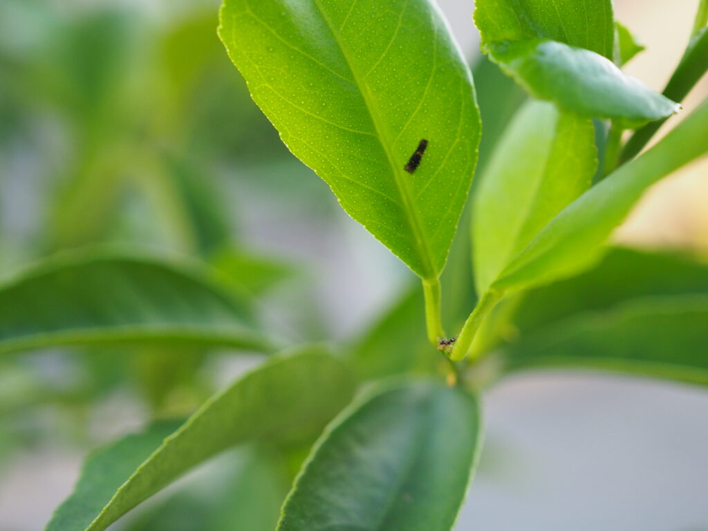レモンの木に付いたアゲハ蝶の幼虫。まだ青くなる前のアオムシです。