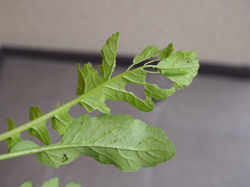 大根の葉に付いたモンシロチョウの幼虫