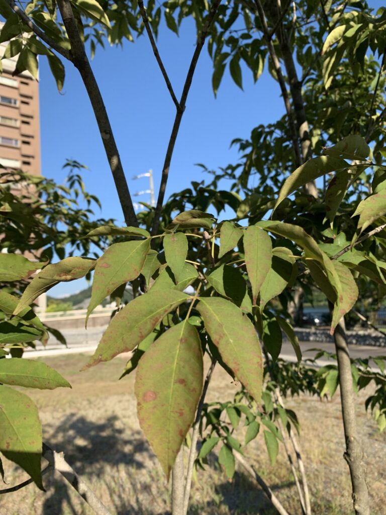 茶色くなり始めたアオダモの葉(8月末)