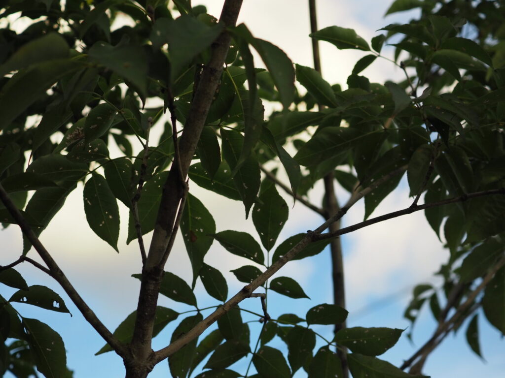 小さな穴が空いているアオダモの葉(7月末)