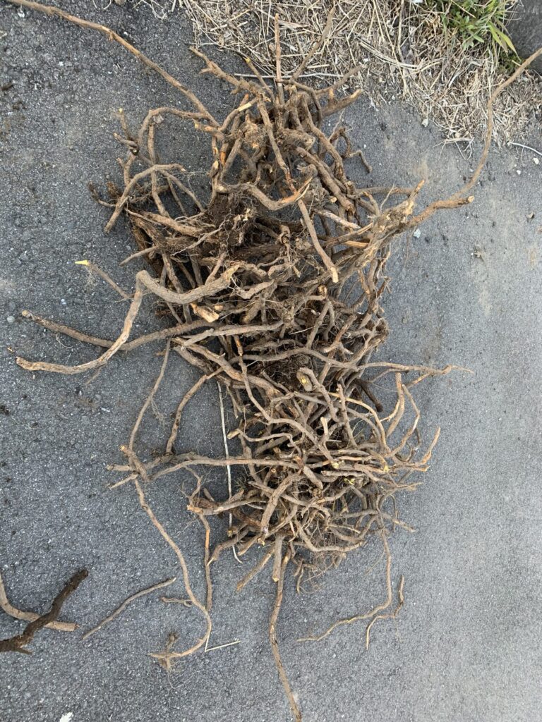 地中から除去した大量の木の根