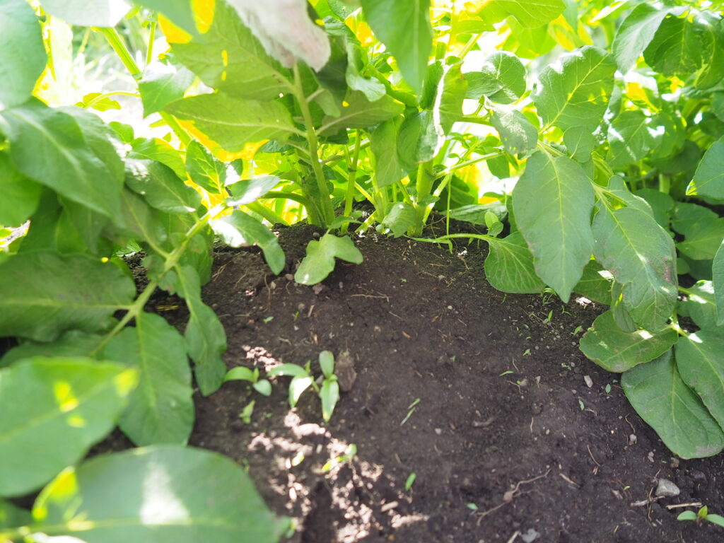 土寄せ前のジャガイモの根本