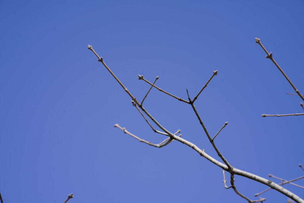 春先のアオダモの枝