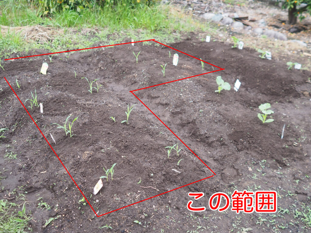 トウモロコシの苗を植え付けた範囲を図示