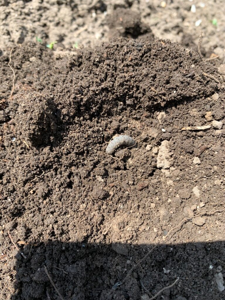 土の中に潜んでいたネキリムシの幼虫