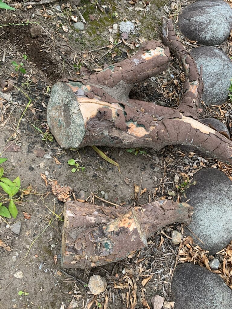 引き抜いた後に乾燥させた木の根