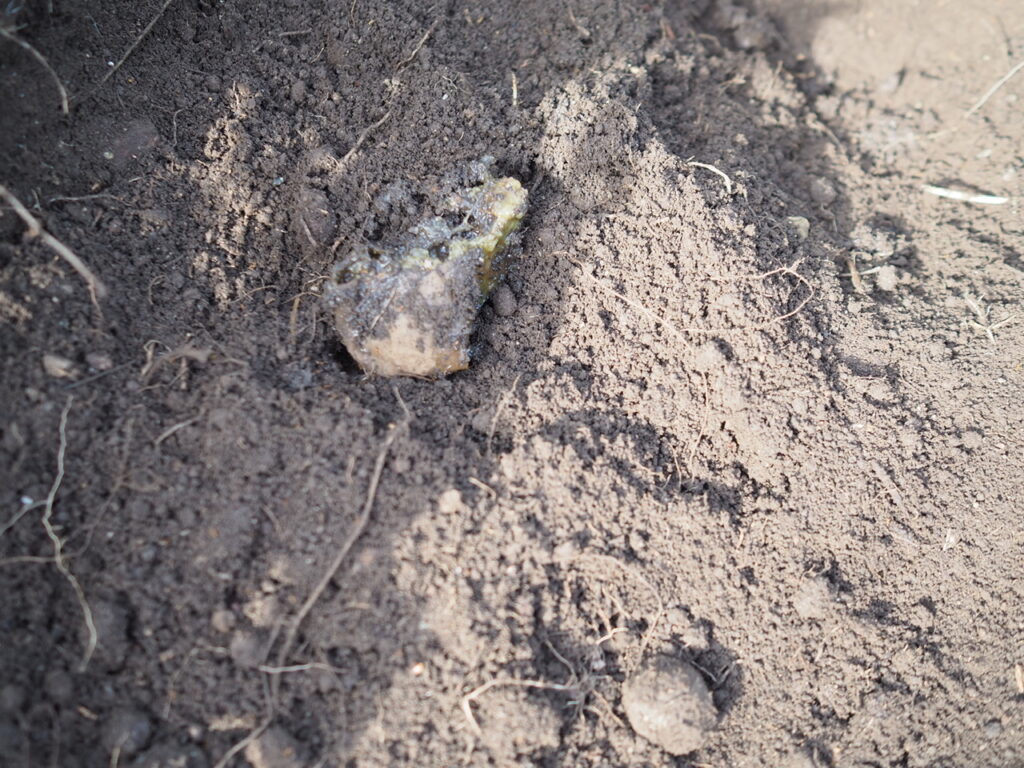 土中で腐っていた種芋