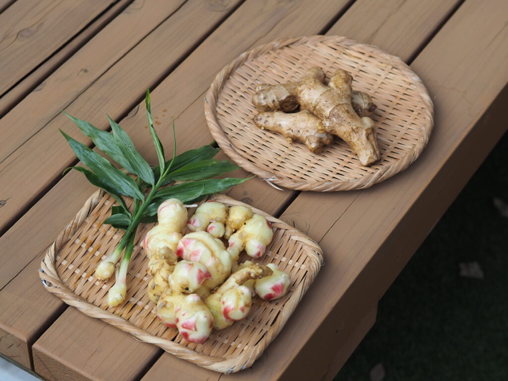 収穫した新生姜と種生姜