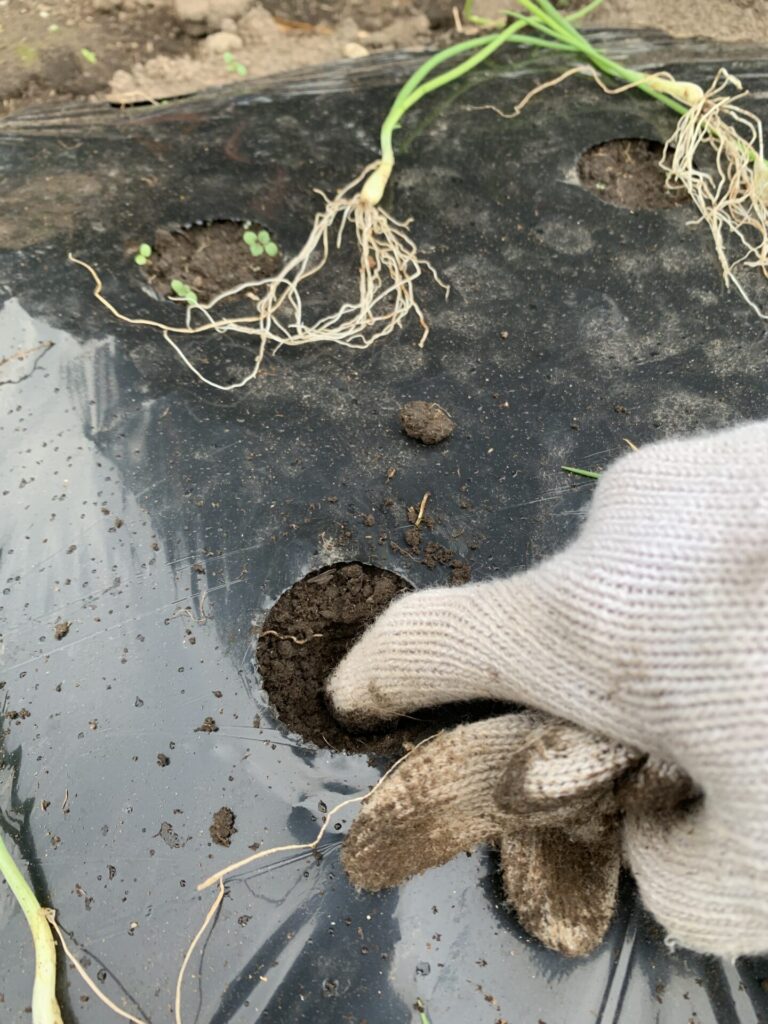 玉ねぎの苗を植える穴を指で掘っている