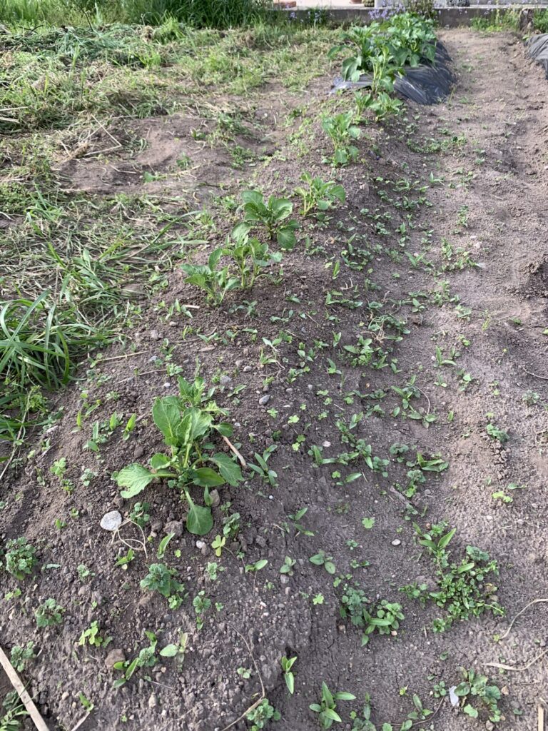 土寄せ前の状態（マルチ無しの畝）