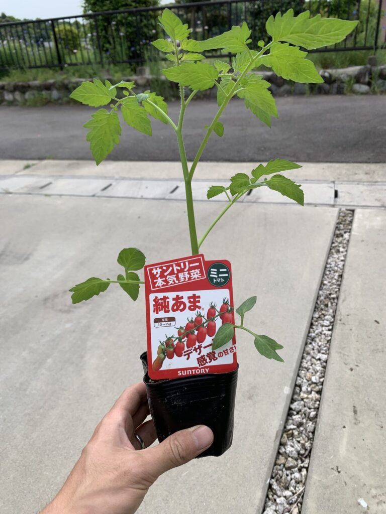 購入したミニトマトの苗