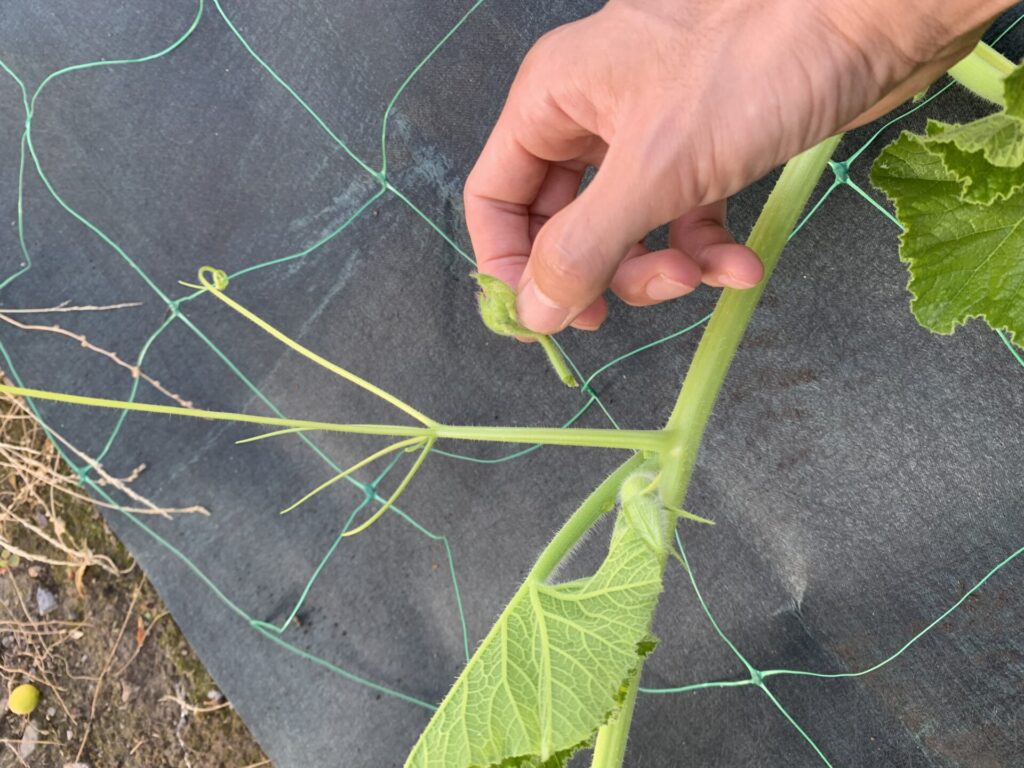 脇芽除去の実例