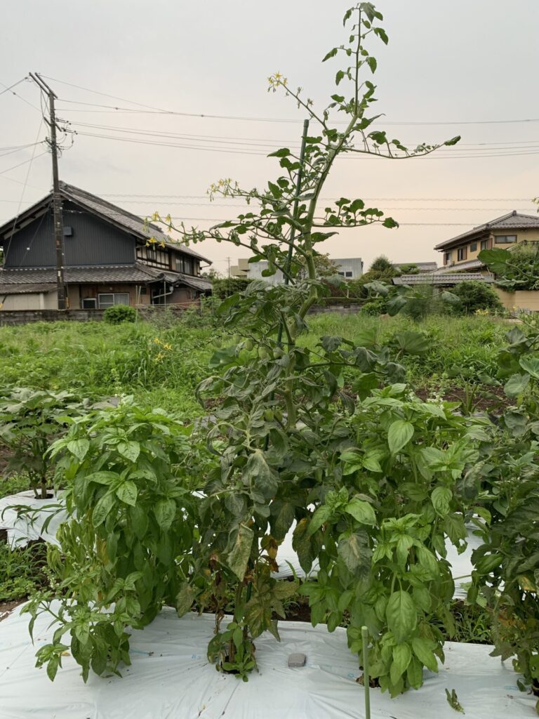 摘芯時の状態