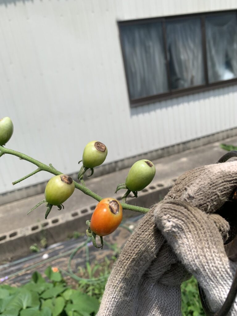 尻腐れしたミニトマト