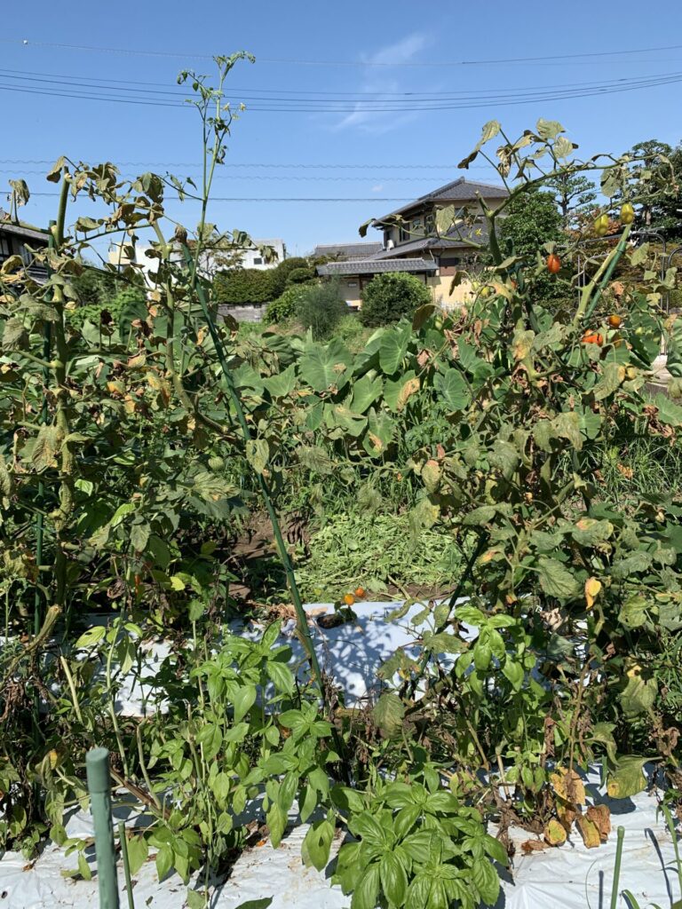 二本仕立てのミニトマトの様子（7月末）