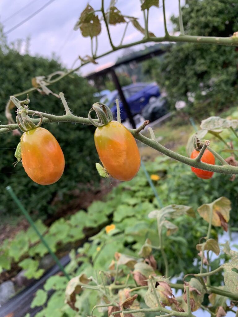 カメムシがとまっているミニトマト